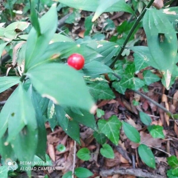 Ruscus hypoglossum Fruit