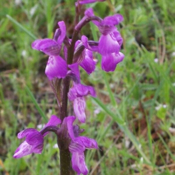 Anacamptis morio Flower