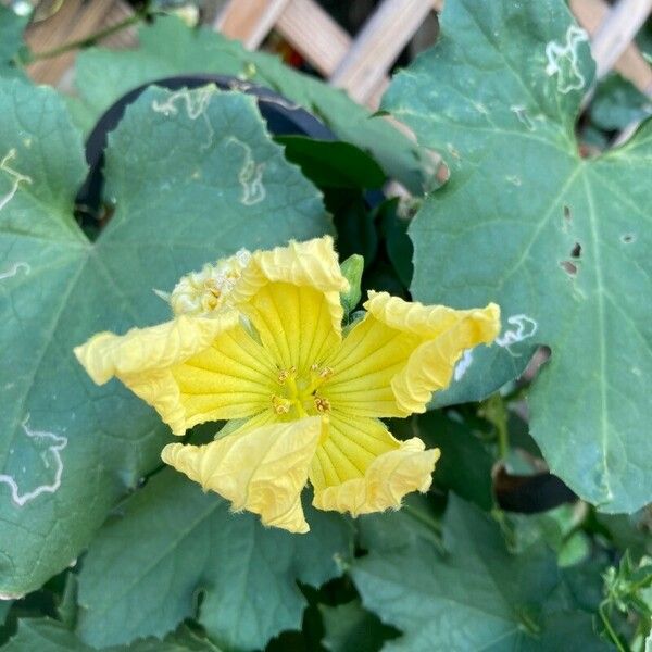 Luffa aegyptiaca Flower