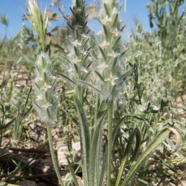 Plantago patagonica Hábito