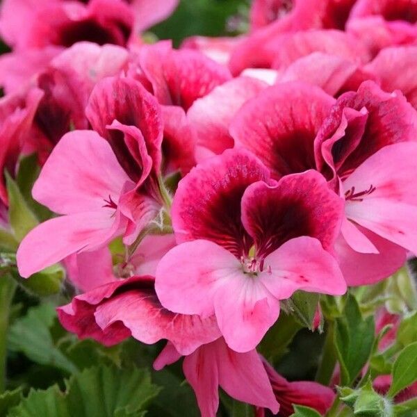 Pelargonium grandiflorum ফুল