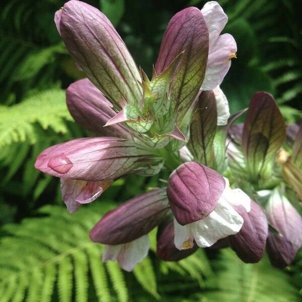 Acanthus mollis Õis