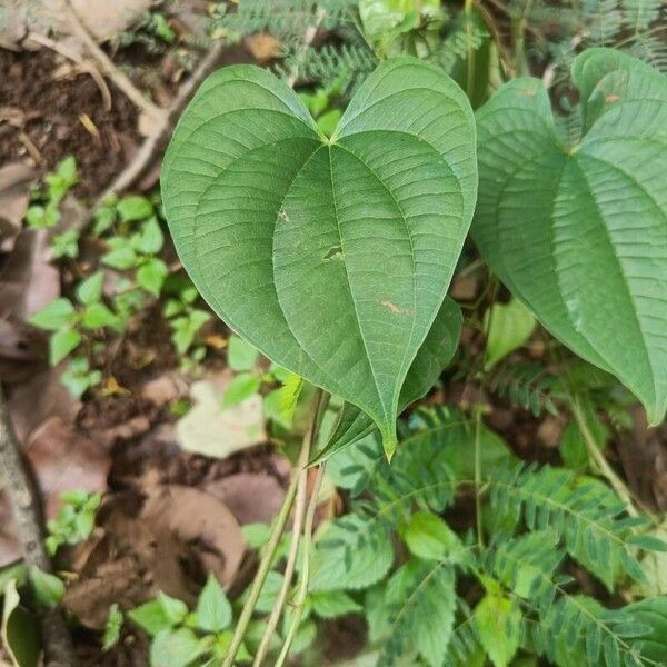 Dioscorea bulbifera Blatt