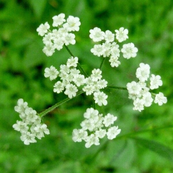 Torilis japonica Flower