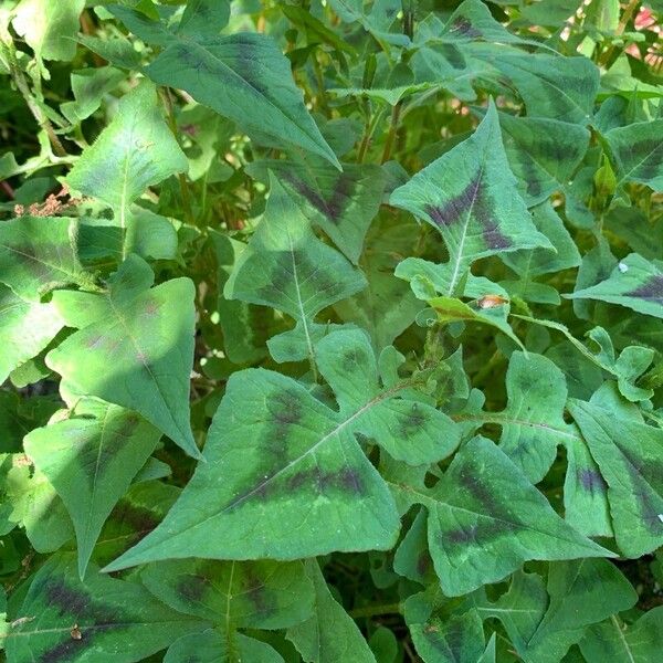 Persicaria chinensis Folha