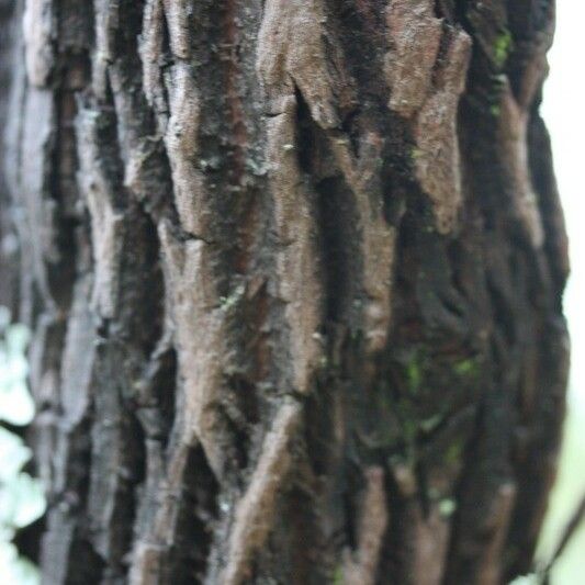 Agarista salicifolia Schors