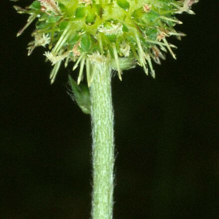 Acaena novae-zelandiae Flower