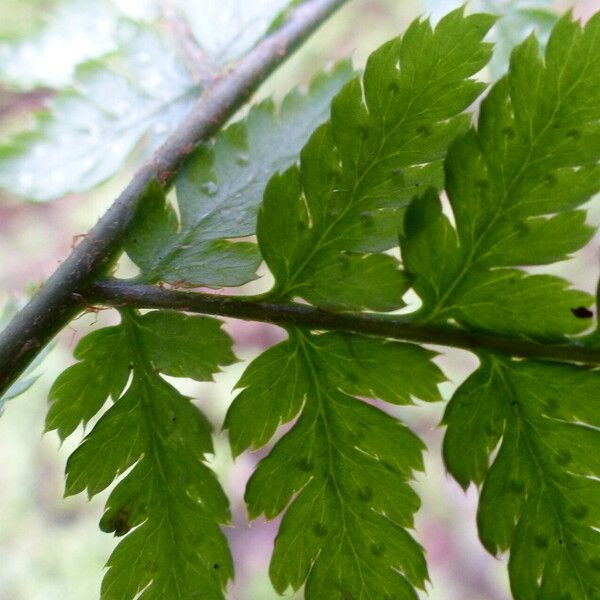 Dryopteris dilatata ഇല