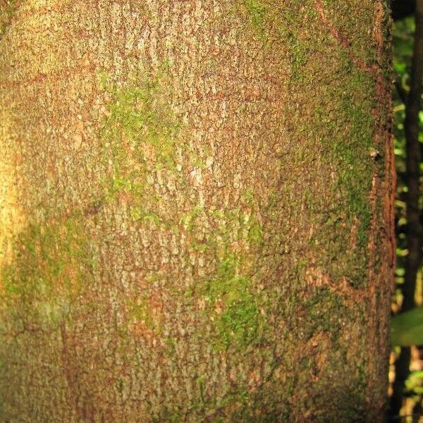 Couepia bracteosa Schors