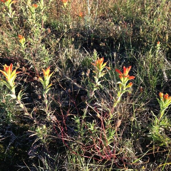 Castilleja tenuiflora Habit