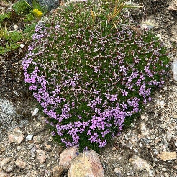 Silene acaulis പുഷ്പം