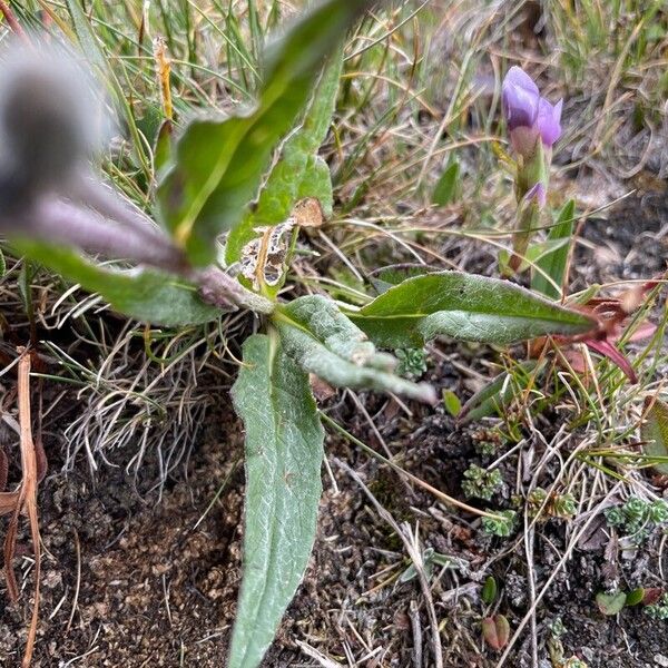 Saussurea alpina Frunză