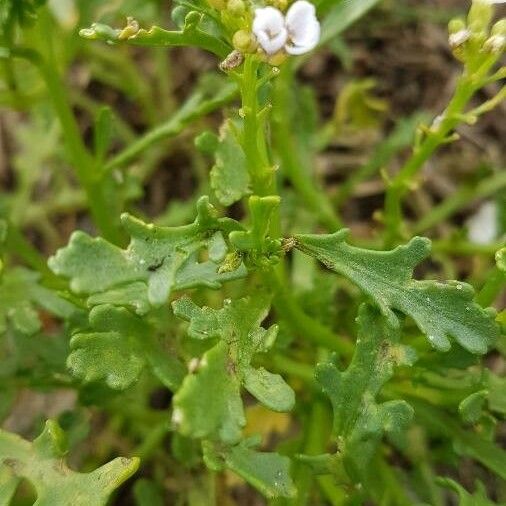 Cakile maritima Leaf