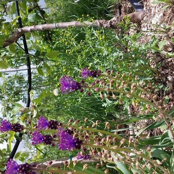 Muscari comosum Blomst