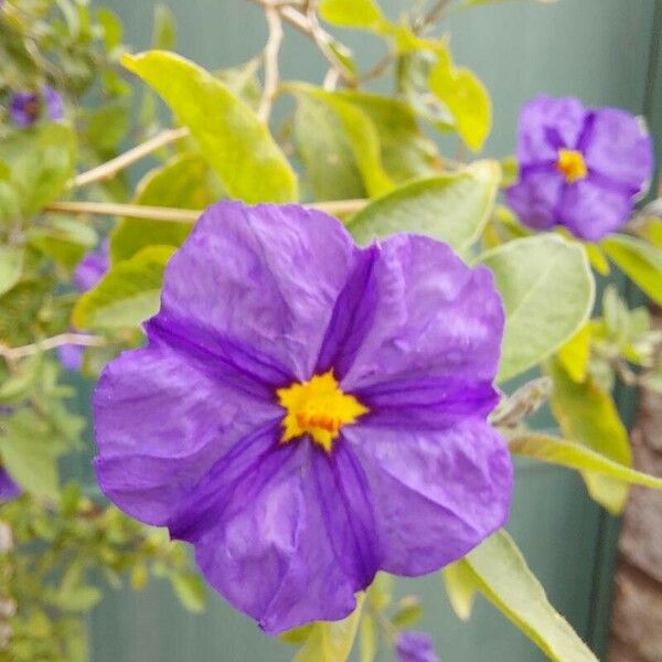 Lycianthes rantonnetii Flower