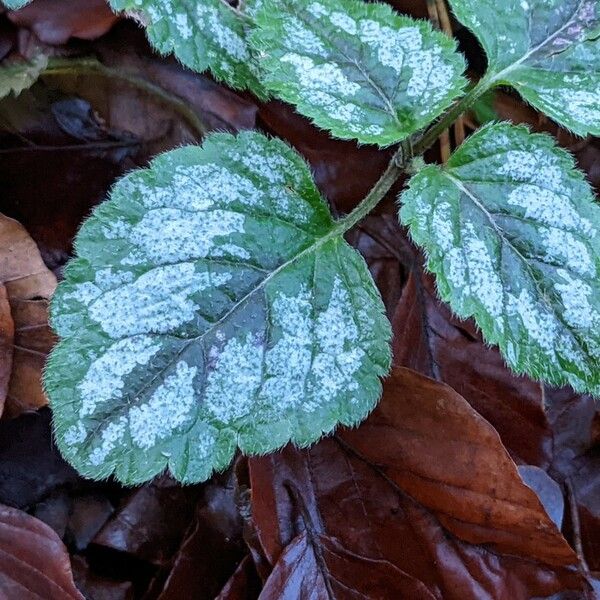 Lamium galeobdolon 叶