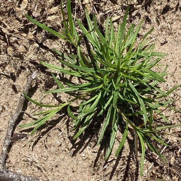 Senecio inaequidens 葉