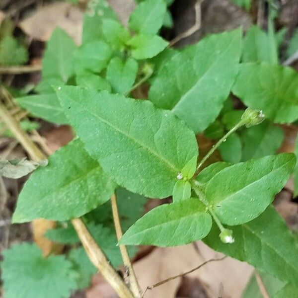 Stellaria aquatica Leaf