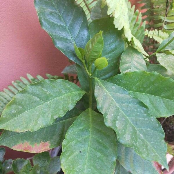 Coffea arabica Hostoa