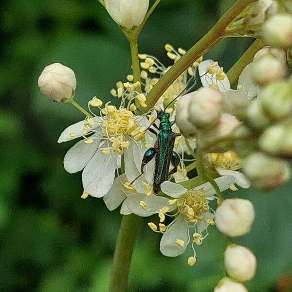 Filipendula vulgaris 花