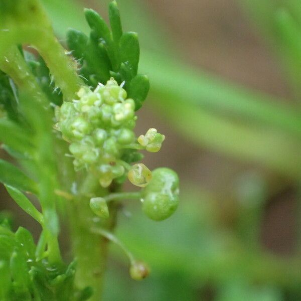 Lepidium didymum Virág