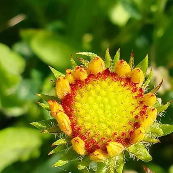 Gaillardia aristata Квітка