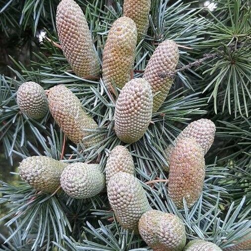 Cedrus deodara Frukto