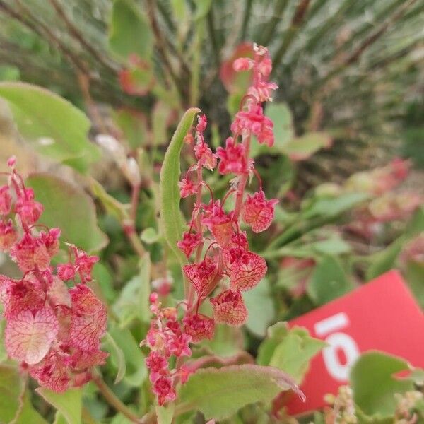 Rumex vesicarius Flower