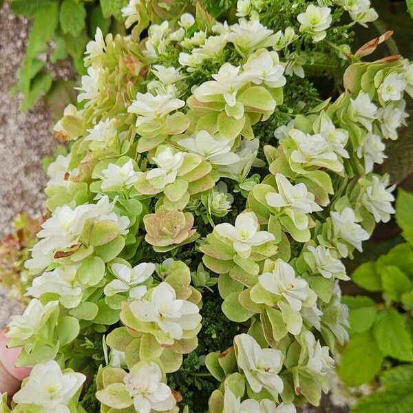 Hydrangea quercifolia Flower