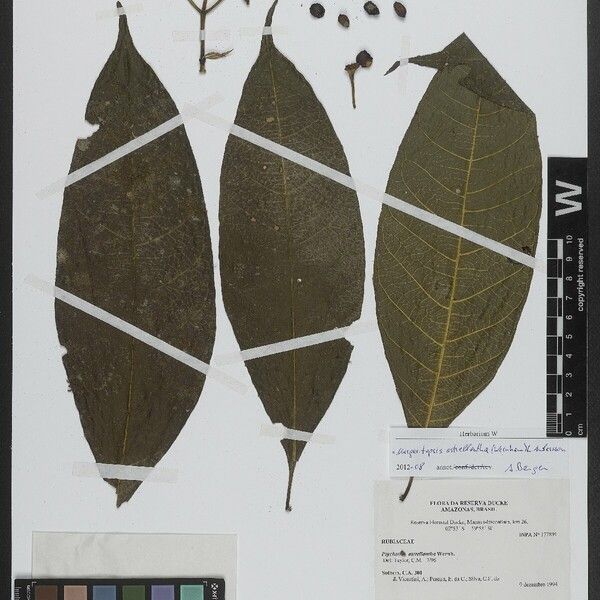 Eumachia astrellantha List