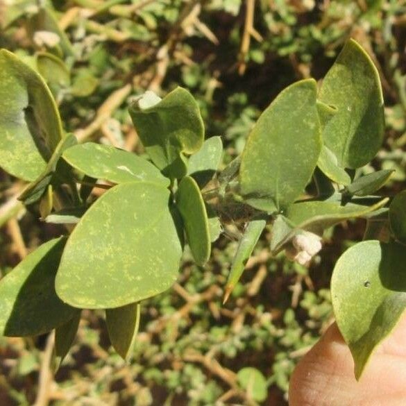 Balanites aegyptiaca Leaf