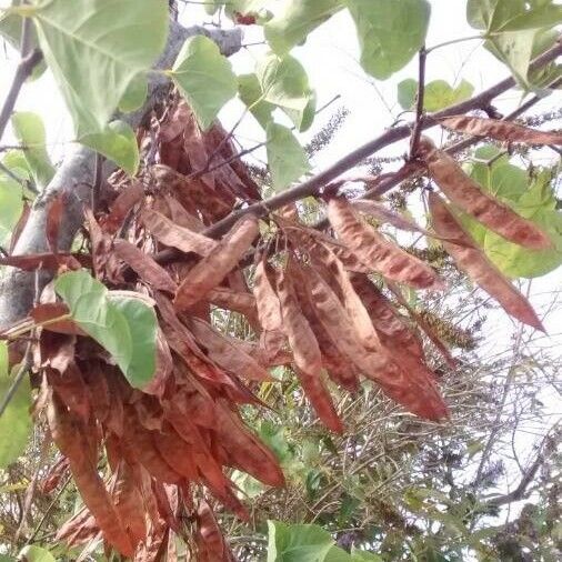 Cercis siliquastrum Φρούτο