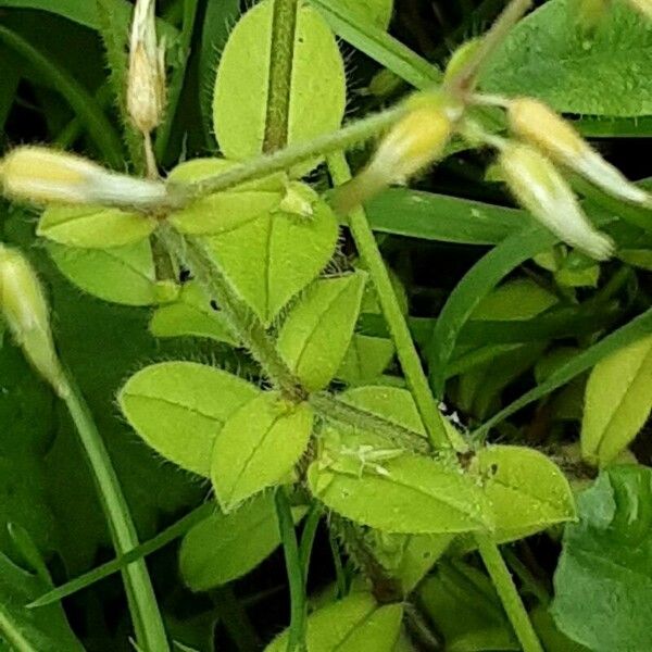 Cerastium glomeratum 葉