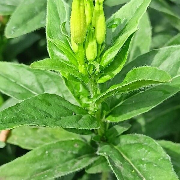 Oenothera pilosella Leaf