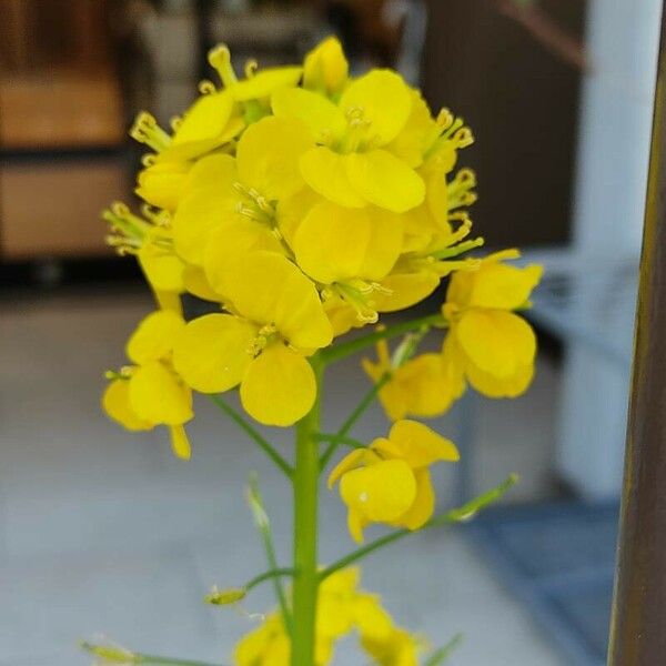 Sisymbrium loeselii Blomst