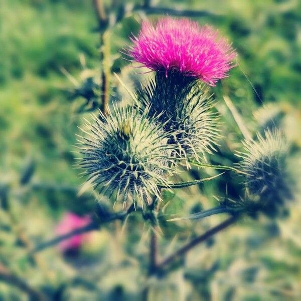 Cirsium vulgare 花