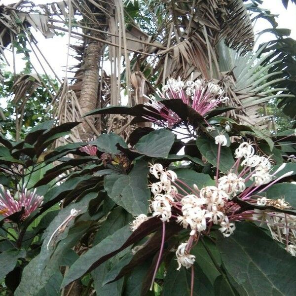 Clerodendrum quadriloculare 花