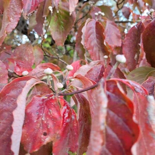 Cornus florida Φρούτο