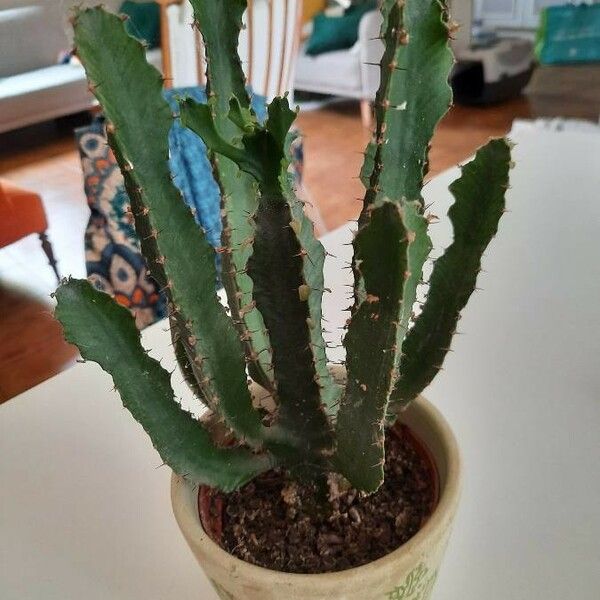 Euphorbia triangularis Leaf