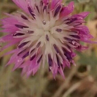 Centaurea aspera Květ