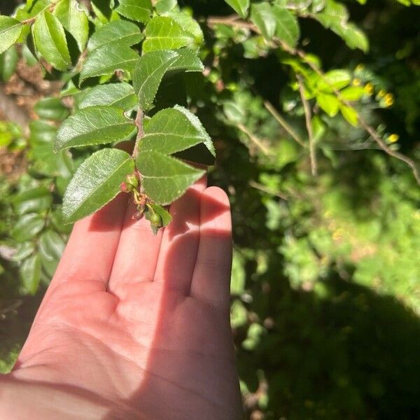 Vaccinium ovatum ফল