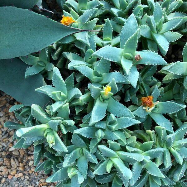 Faucaria tigrina Habitus