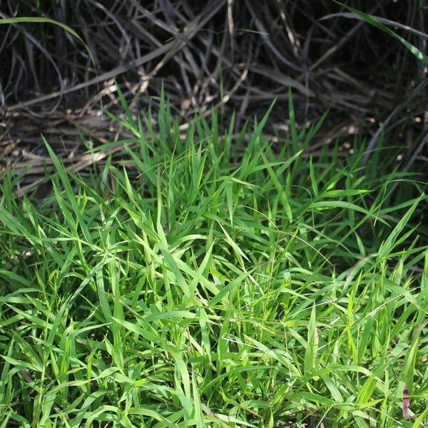 Paspalum conjugatum Leaf