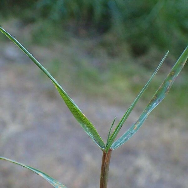 Agrostis stolonifera 樹皮