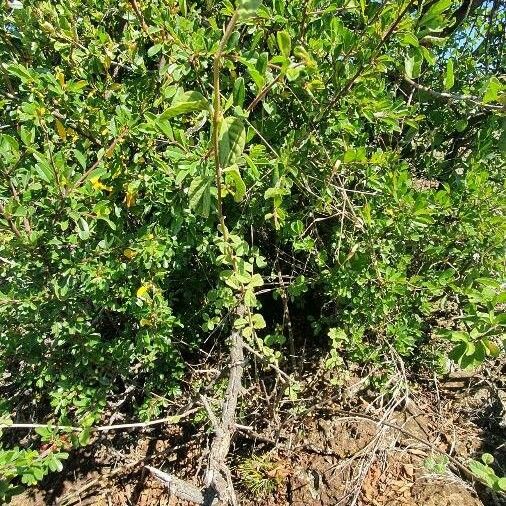 Sericocomopsis hildebrandtii Habitat