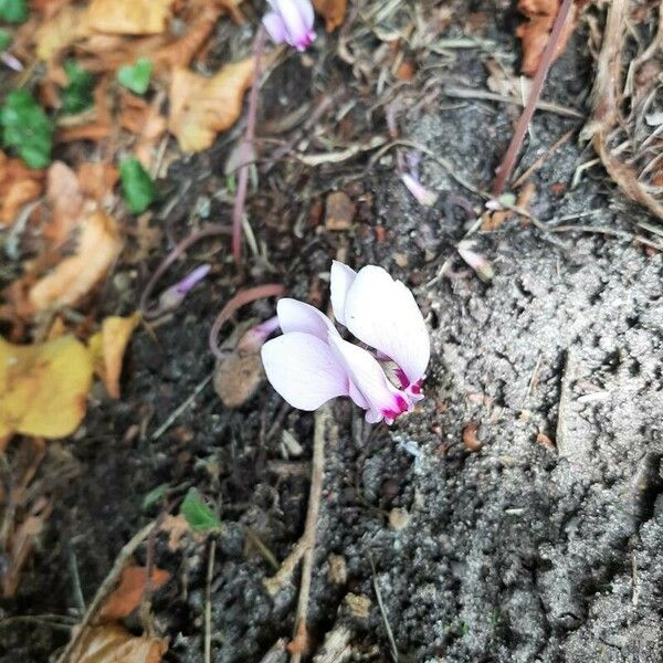 Cyclamen hederifolium Květ