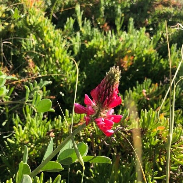 Sulla coronaria Flower