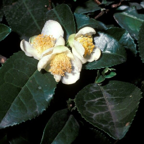 Camellia sinensis Λουλούδι