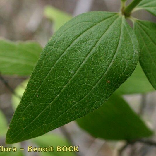 Galium rubioides Levél