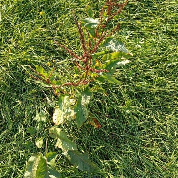 Rumex obtusifolius Liść